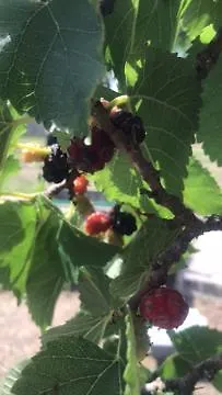 Montinaro Σπίτι διακοπών *
